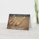 Search for cranes christmas cards Wildlife