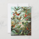 Search for haeckel cards Hummingbirds
