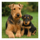 Search for airedale terrier art Puppy