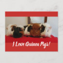 Search for guinea pig invitations Pigs