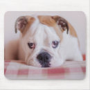 Search for young electronics Puppy