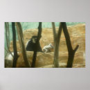 Search for primate posters Zoo