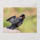 Search for wings postcards Nature