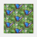 Search for blue butterfly magnets Nature