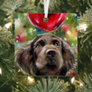 Search for boykin spaniel christmas tree decorations Puppy