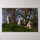 Search for wolf pictures posters Pack