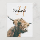 Search for cow postcards Portrait