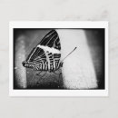 Search for antenna postcards Wings