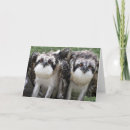 Search for osprey bird cards Animal