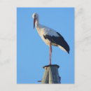 Search for pole postcards Wildlife