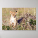 Search for lion photography posters Cute