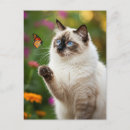 Search for blue cats postcards Kitten