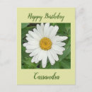 Search for happy birthday daisy flower postcards White