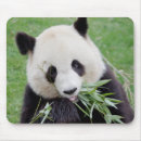 Search for cute panda mousepads Nature