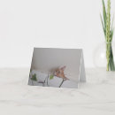 Search for peek cards Cat