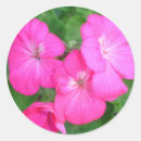 Search for geraniums stickers Flowers
