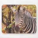 Search for black zebra stripe electronics Photography