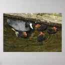 Search for coot Bird