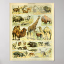 Search for vintage giraffes posters Wildlife