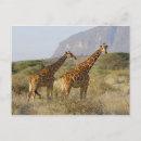 Search for reticulated Outdoors