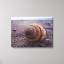 Search for spiral canvas prints Shell