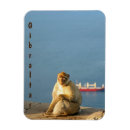 Search for gibraltar magnets Wildlife