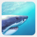 Search for great white shark stickers Jaws