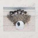 Search for nestled postcards Wildlife