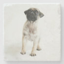 Search for pug dog coasters Baby animals