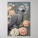 Search for grey parrot posters Pets