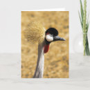 Search for avian cards African
