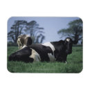 Search for pasture magnets Horizontal