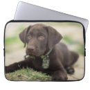 Search for lab photo cases Puppy