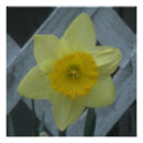 Search for easter flowers posters Blossom