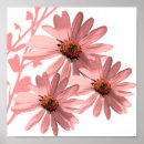 Search for cone flower posters Floral