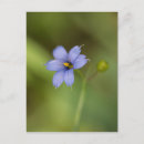 Search for blue wildflower postcards Floral