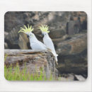 Search for cockatoos electronics Pet