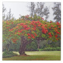 Search for shrub photography Trees
