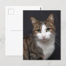 Search for brown cat Animal lover