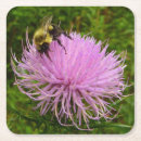 Search for thistle coasters Nature