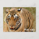 Search for tiger postcards Nature