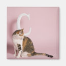 Search for tortoiseshell magnets Animal