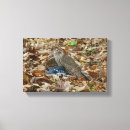 Search for blue jay bird canvas prints Nature