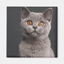 Search for months magnets Cat photography
