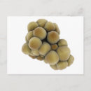 Search for microscopic postcards Medicine