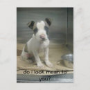 Search for mean postcards Dog