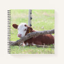 Search for hereford cattle gifts Calf