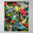 Search for lovebird posters Cockatiel