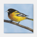 Search for oriole magnets Bird