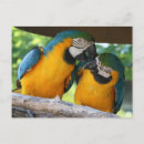 Search for rainbow macaw Wildlife